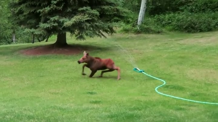 Just a baby moose slipping on wet grass