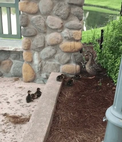 The Little Duckling That Could