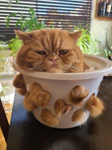InSane CHeF FoRCes CaT THrOugh ColaNDER beFore cOoKInG Him