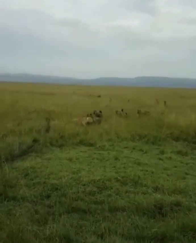Lion gets swarmed by Hyena pack to certain death until reinforcement arrives - GIF on
