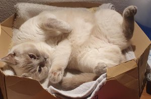 A cat trap specifically prepared for this chunky furbaby