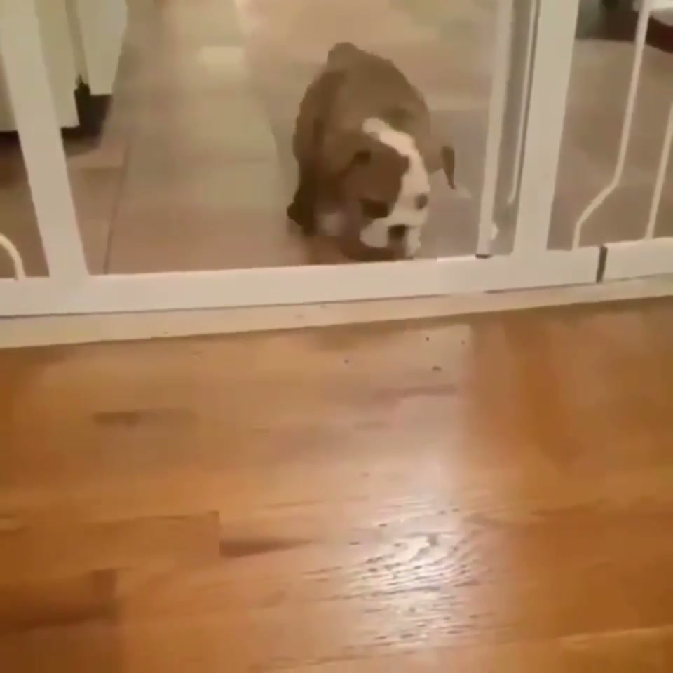 The greatest jump ever.