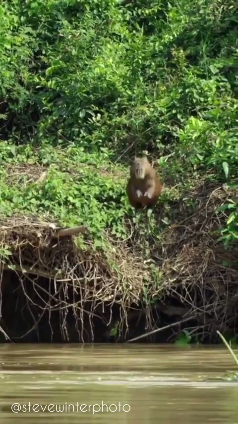 ? Capybara alerts herd of Jaguar