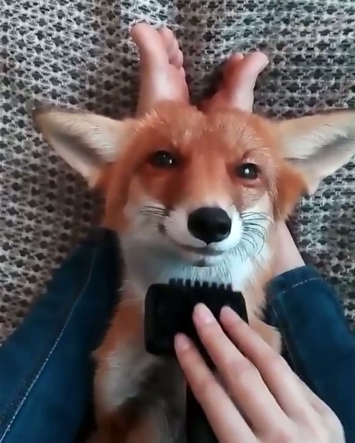 Fox Brushing
