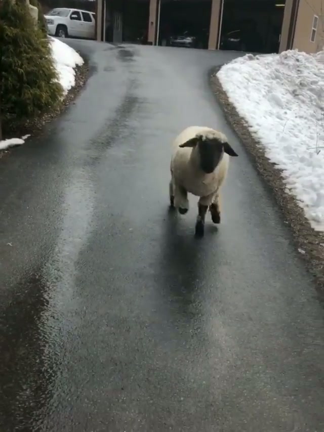 Cant Sleep Counting This Sheep