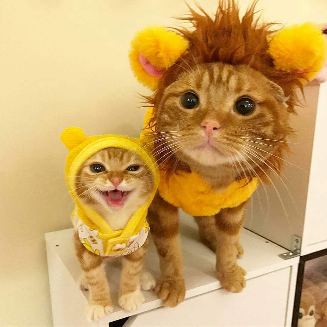 Leo and bee