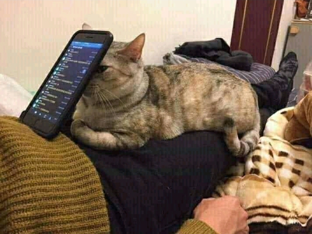 Guess she's just a phone stand meow.