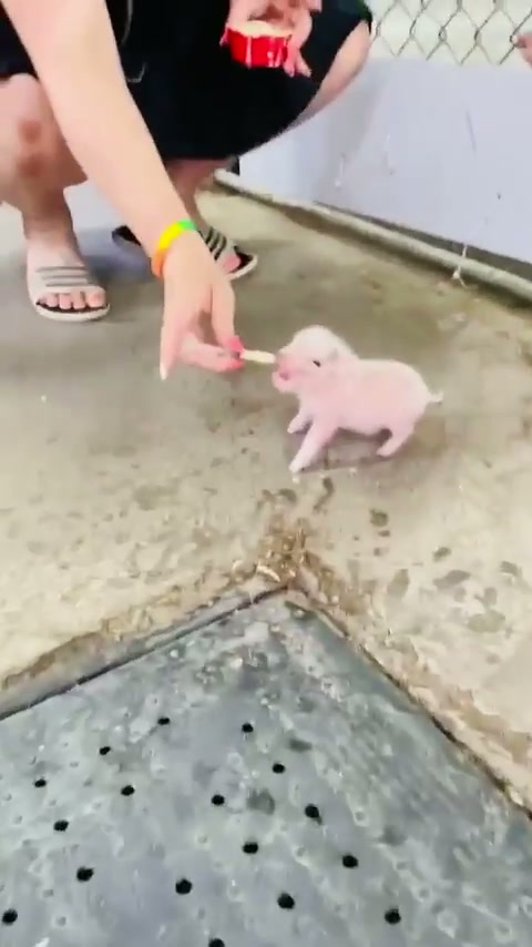 Hungry piglet