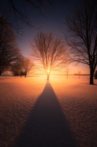 Went for a short hike around my local home town and captured this amazing sunrise! The light was really ethereal as it was shining right through the branches of the tree. [4024 x 6048]