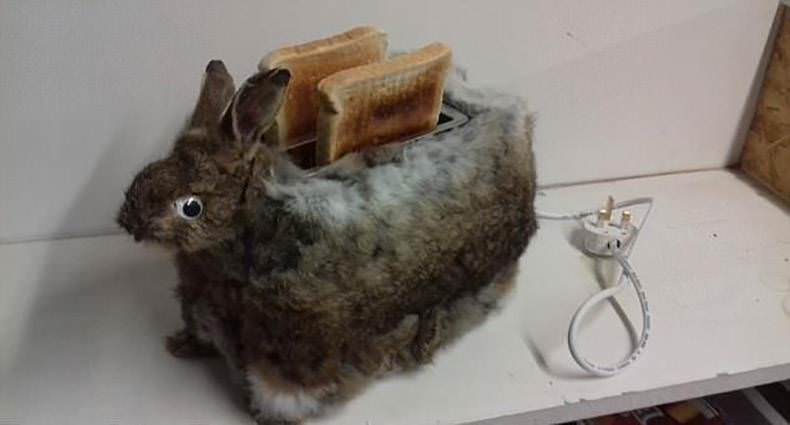 The Rabbit Toaster is here!