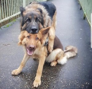 Beautiful best of buds