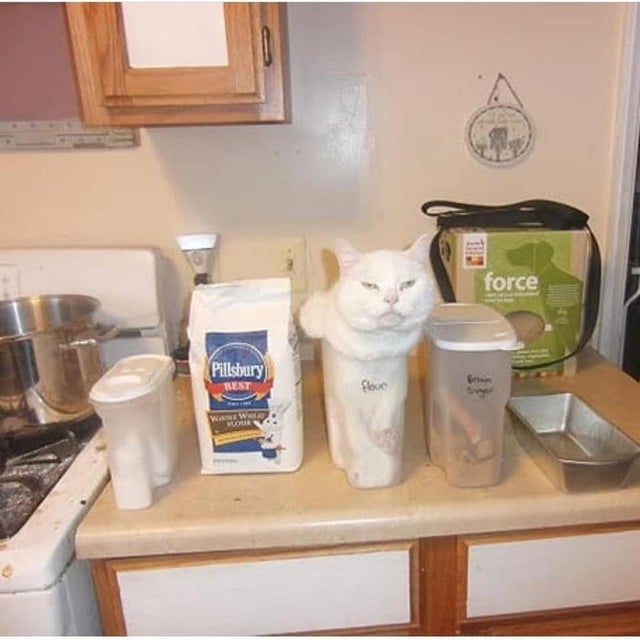 Redditor makes cat cookies just for the upvotes