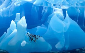 ? Penguins chilling on a blue iceberg