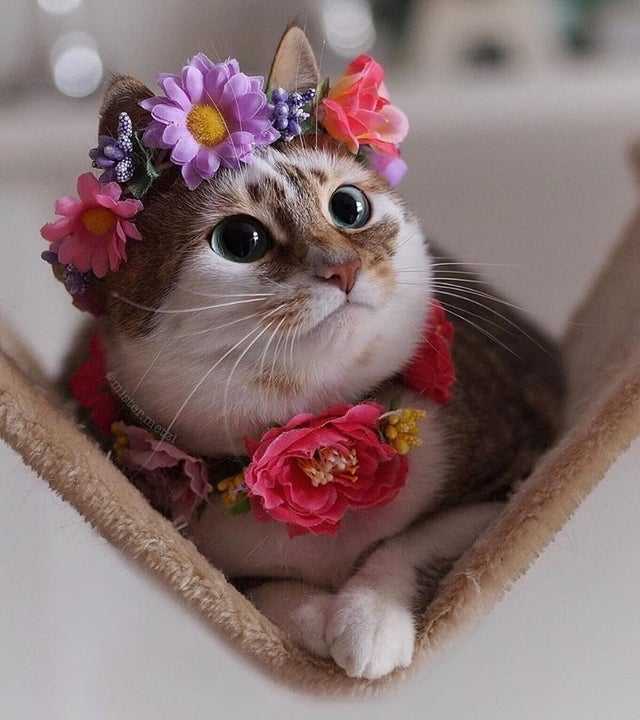 Blessed kitty