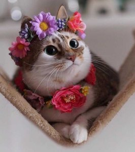 Blessed kitty