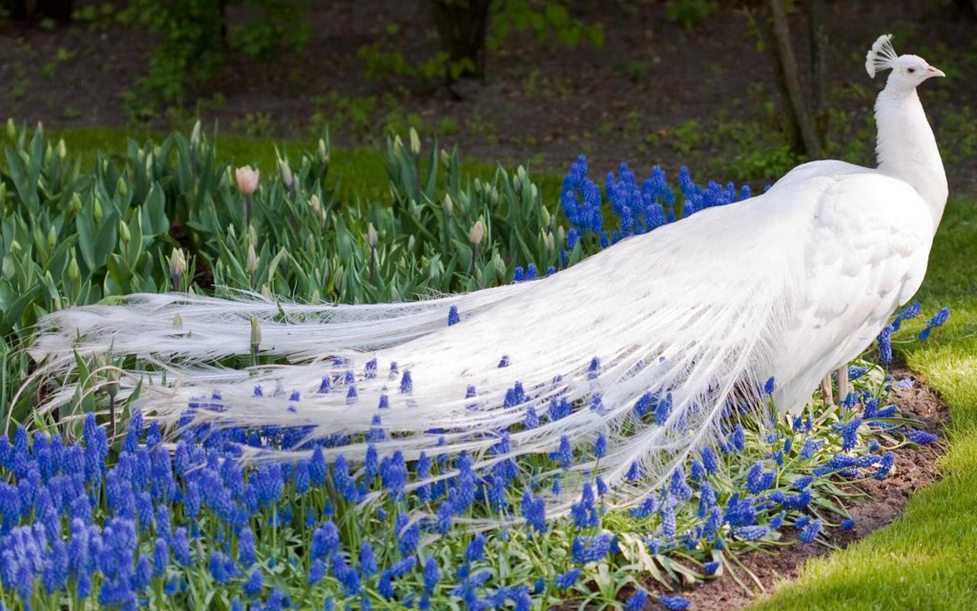? White peacock + muscari flowers. So fucking fairytale!