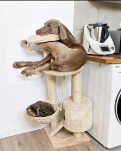 Dog maybe slightly confused