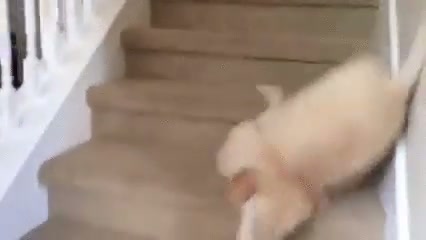 OMG! HUMAN! You