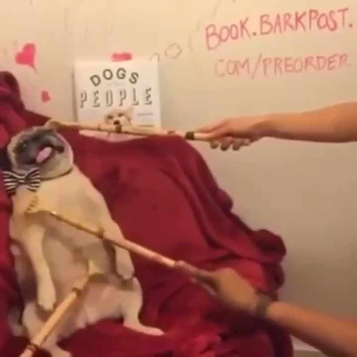 Back scratchers? Check! Lazy pug? Check! ...now if only he were wearing something cute around his neck... - GIF on