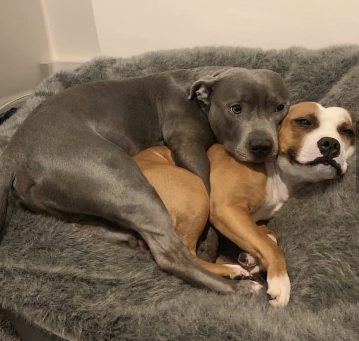 That face evidences the warmth in that snuggle.
