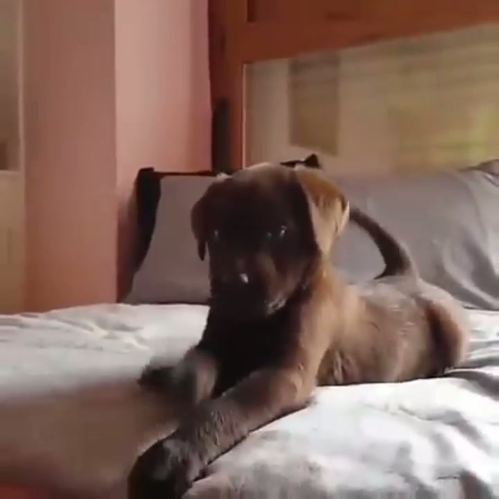 Just another freakin adorable puppy. - GIF on