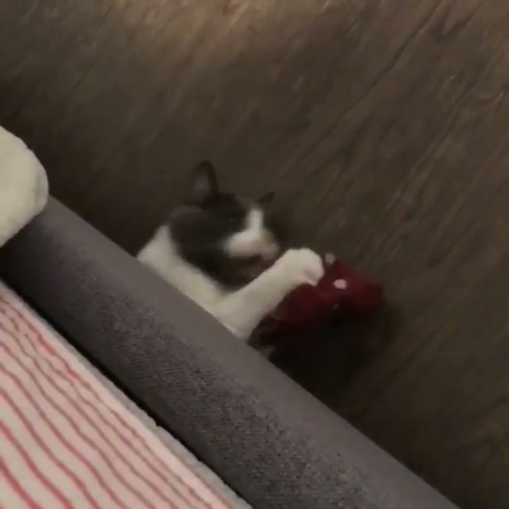 Feeding the sock monster that lives under the bed.
