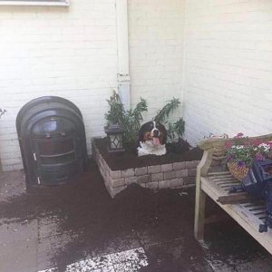 A future dog tree