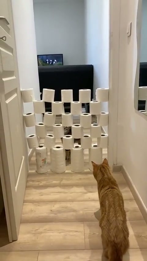 cat jumping over rolls of TP.. jump rate 15/10