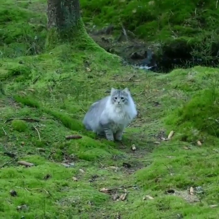 Norwegian forest cat