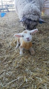 Baby sheep