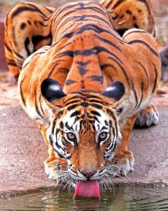 ? the muscles of a tiger