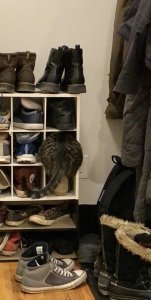 Our chonk thinks he is a shoe