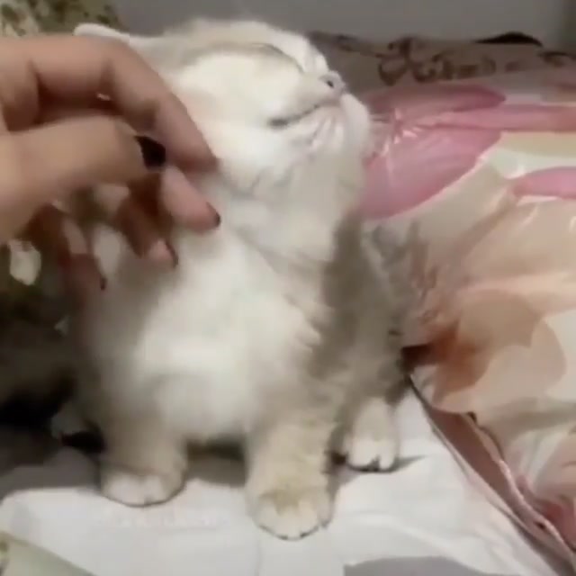 “Awwww Yissss”