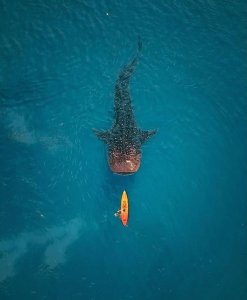 Whale Shark is the largest fish on the earth!
