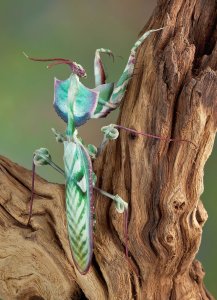 ? Giant Devil's Flower Mantis