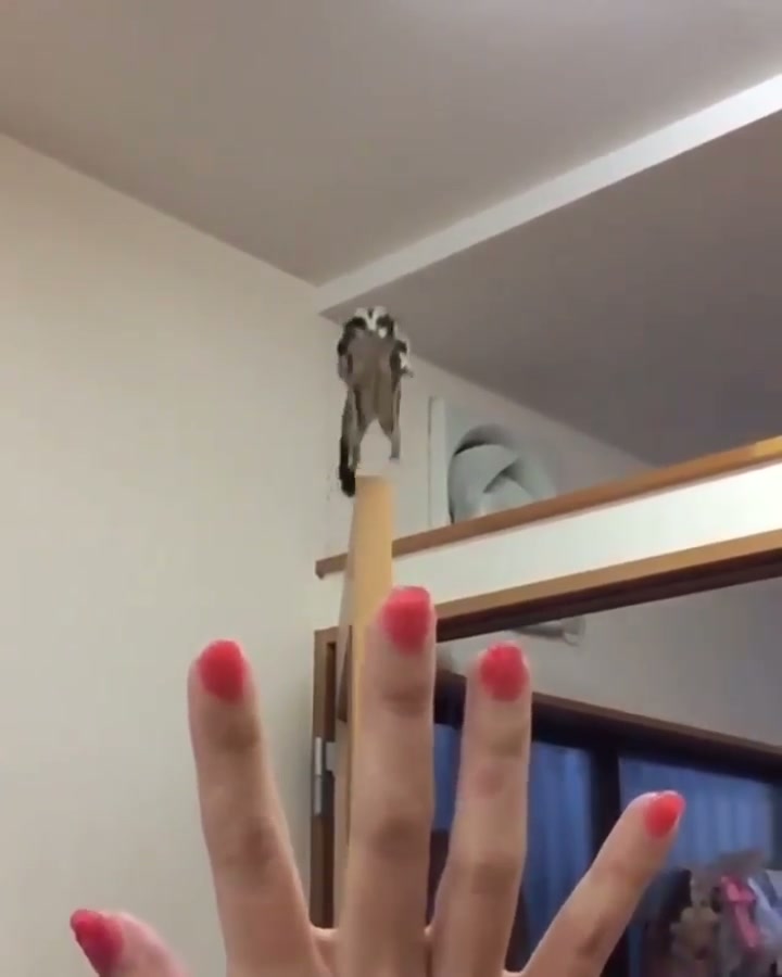 flight of the sugar glider - GIF on