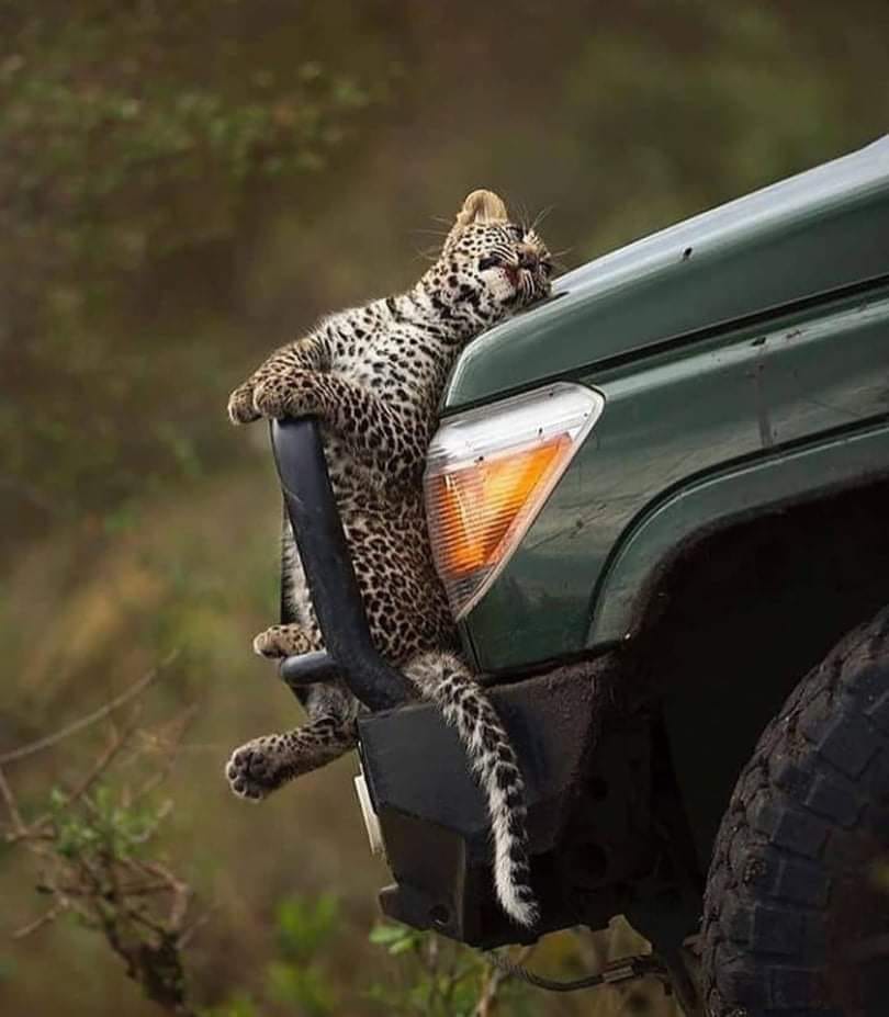 ? Leopard enjoying the "warmth"