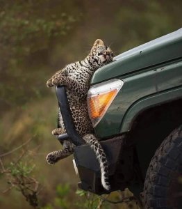 ? Leopard enjoying the "warmth"