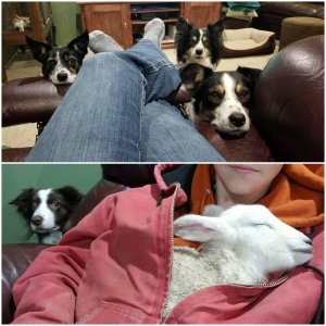 When you have a house full of sheepdogs and a chilled lamb that needs warming