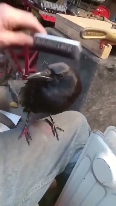 Peiname que tengo que salir divina