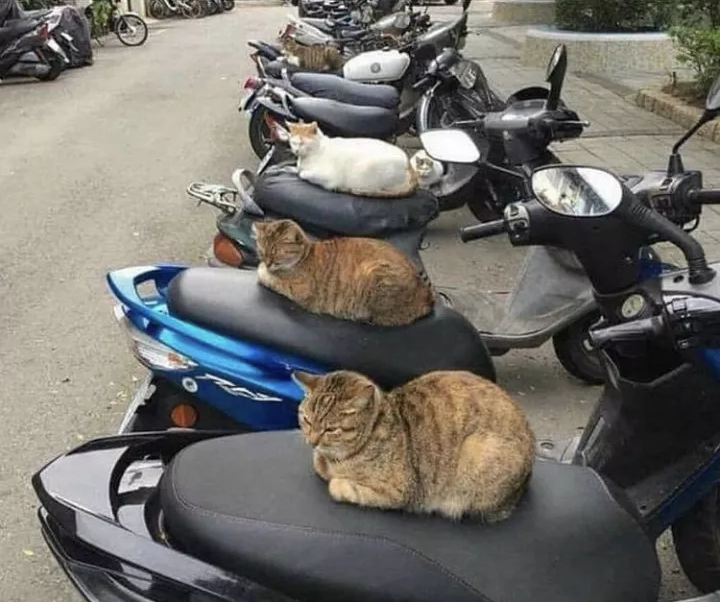 bIKeR gAnG tErroRiseS lOCaL rEsiDenTs