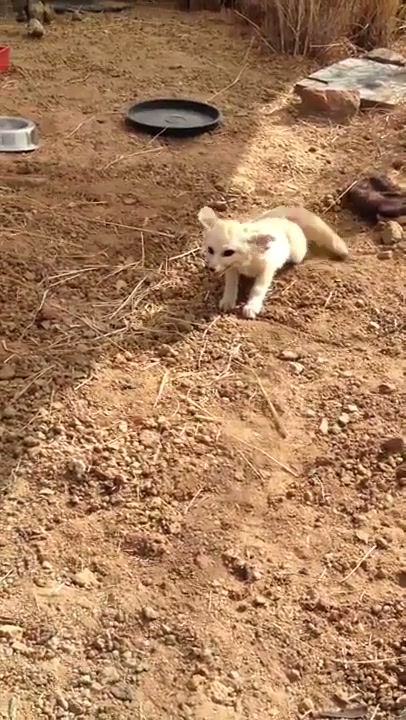 Cute fennec wants to play