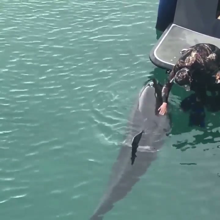 Wild dolphin swam to a boat for some belly rubs
