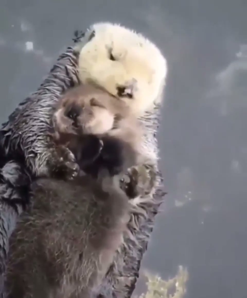 mama otter making sure baby otter is comfy