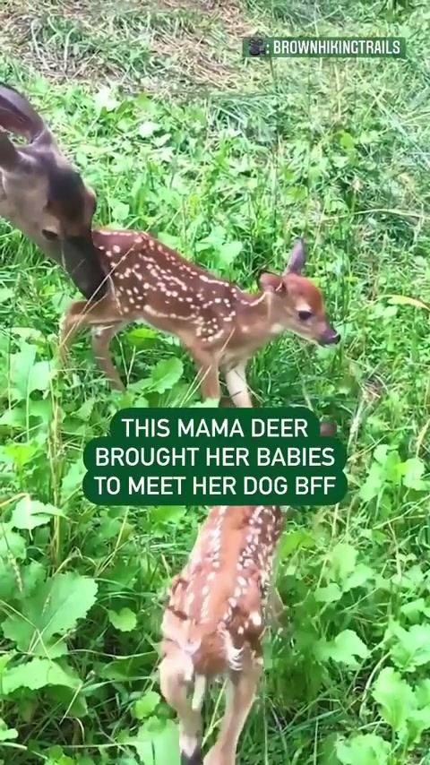 Best friends forever
