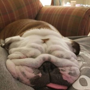 Guys, please keep your bulldogs at room temperature.