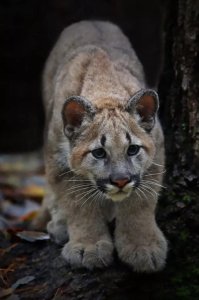 Little Mountain Lion With Huge Paws
