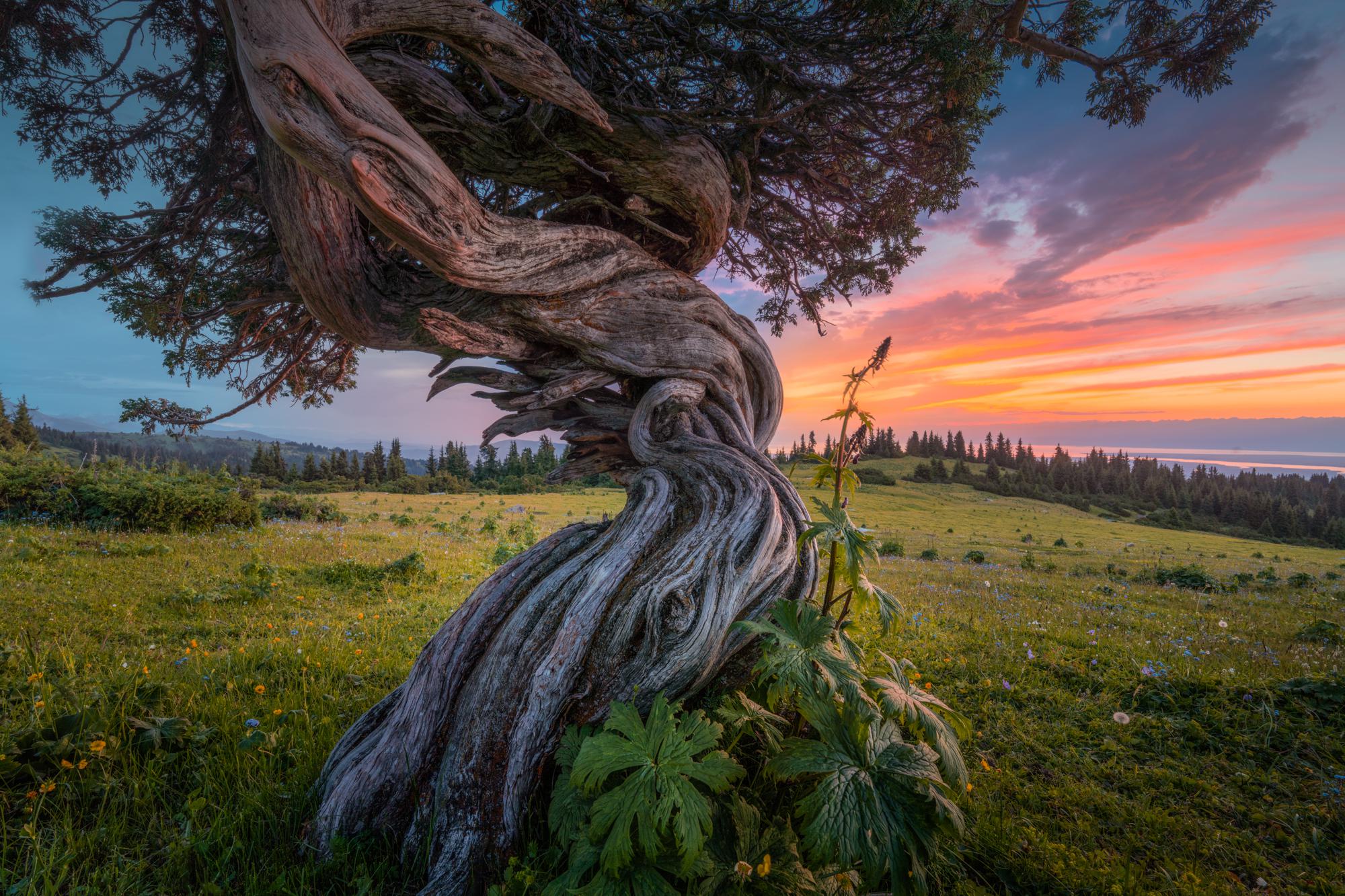Twisted tree high up on a hill in Kyrgyzstan, overlooking the giant Issyk-Kul lake (2000x1333)[OC]