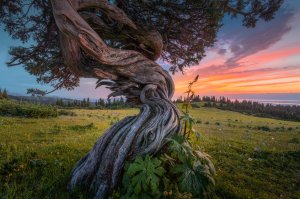 Twisted tree high up on a hill in Kyrgyzstan, overlooking the giant Issyk-Kul lake (2000x1333)[OC]