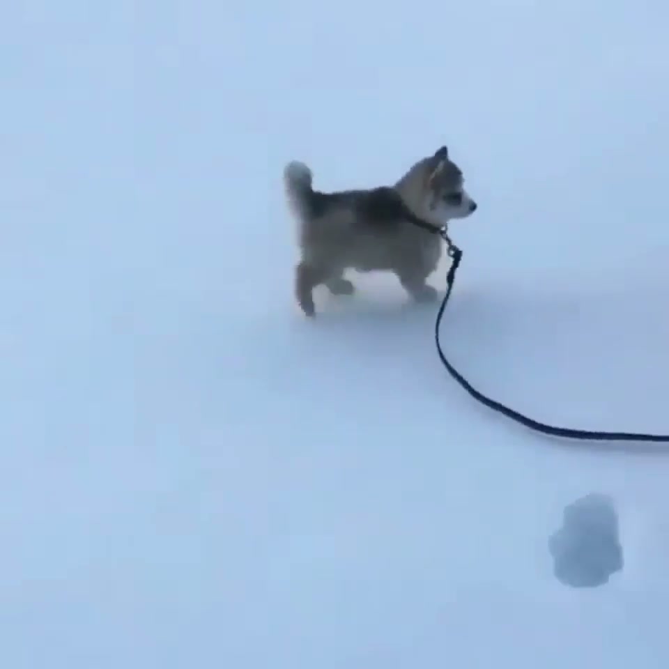 Pupper too light to make snowprints